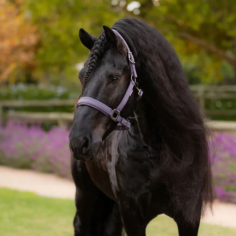 LeMieux Essence Softshell Headcollar - Juniper-3