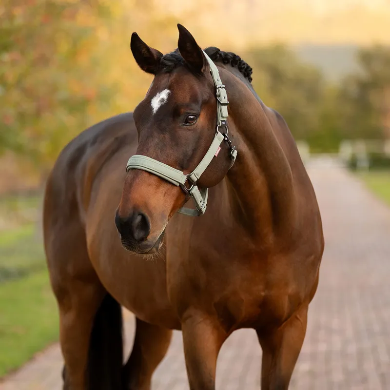 LeMieux Essence Softshell Headcollar - Rosemary-2
