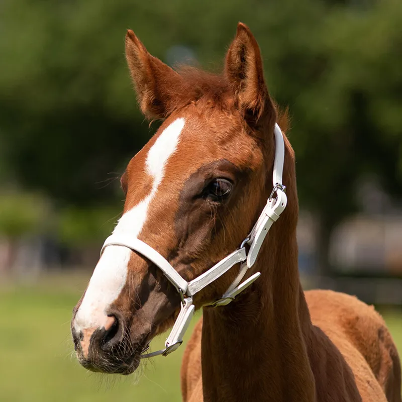QHP Chico Leather Foal Headcollar - White-1