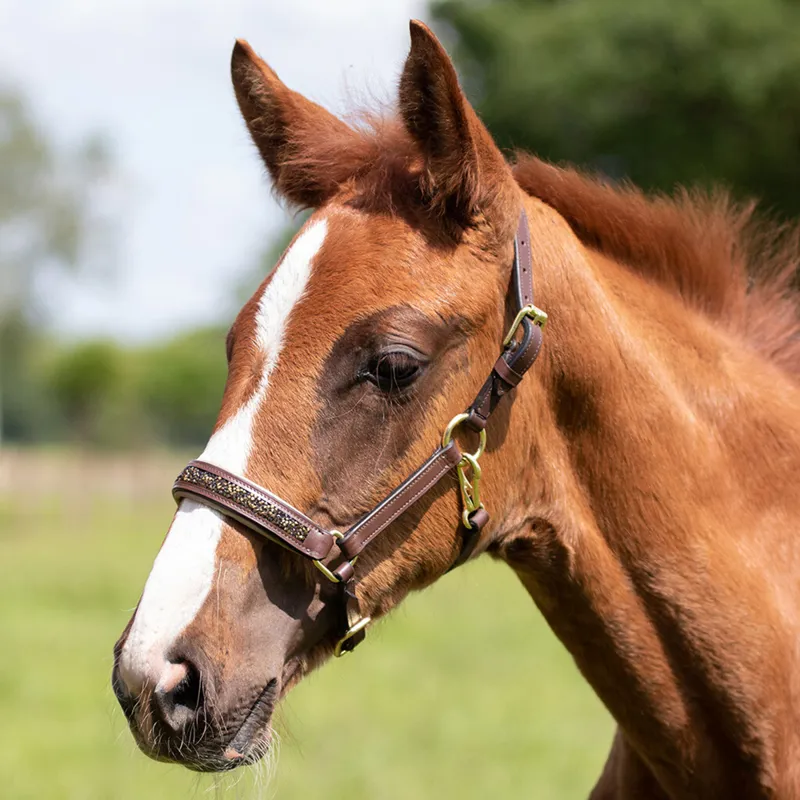 QHP Lupine Leather Foal Headcollar - Brown/Beige-1