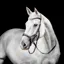 Horseware Micklem Competition Bridle - Black