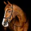 Horseware Micklem Competition Bridle - Dark Havana