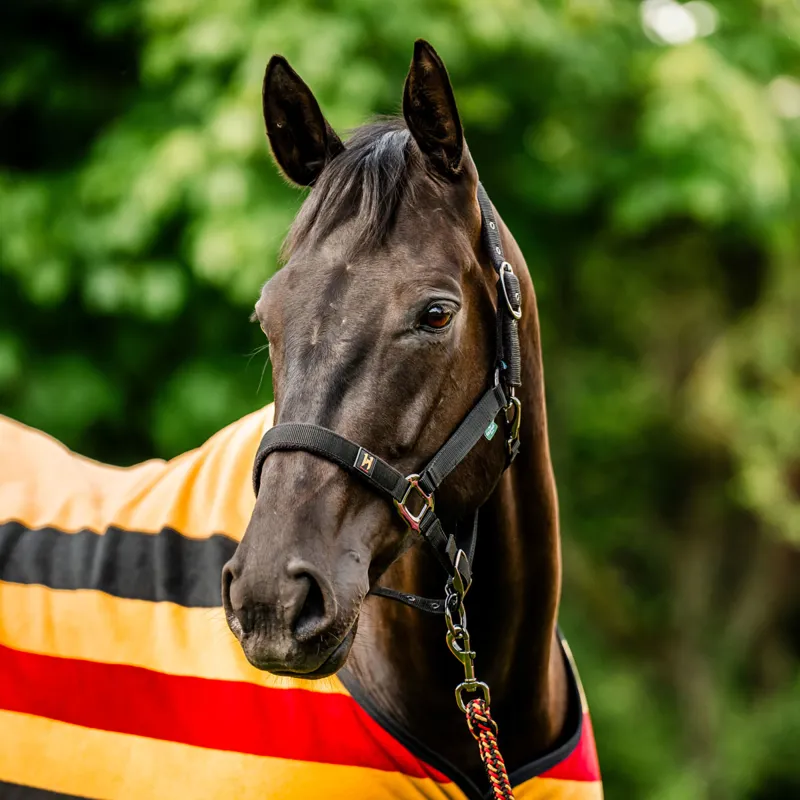 Horseware Newmarket Headcollar and Lead Rope - Witney Gold-5