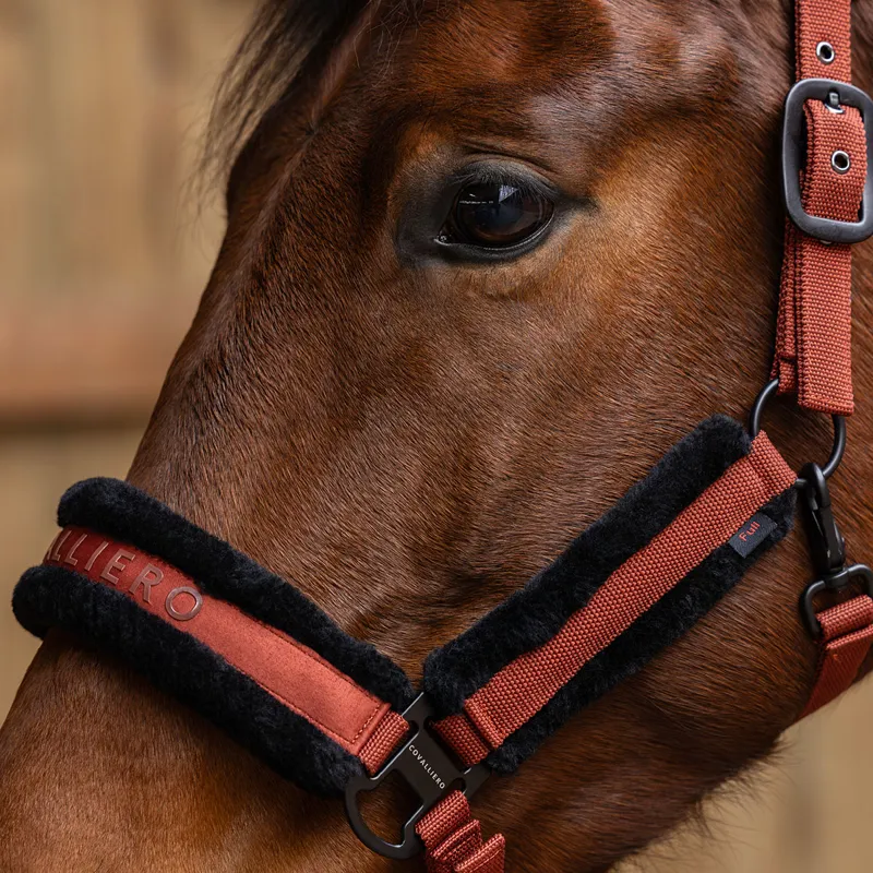 Covalliero Headcollar - Rust-4