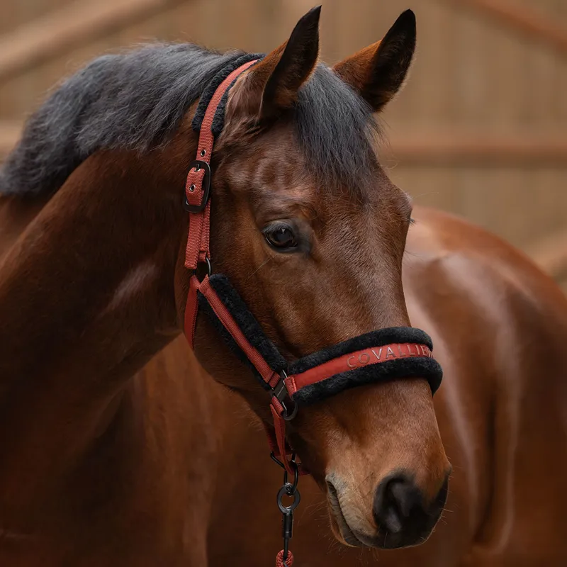 Covalliero Headcollar - Rust-1