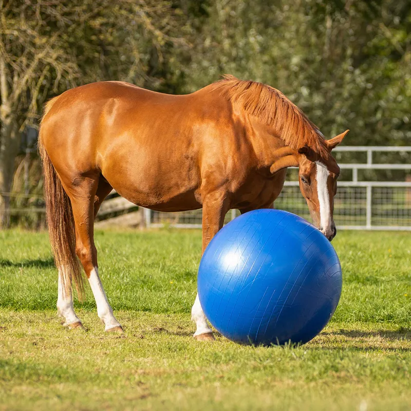 QHP Horse Football - Blue-3