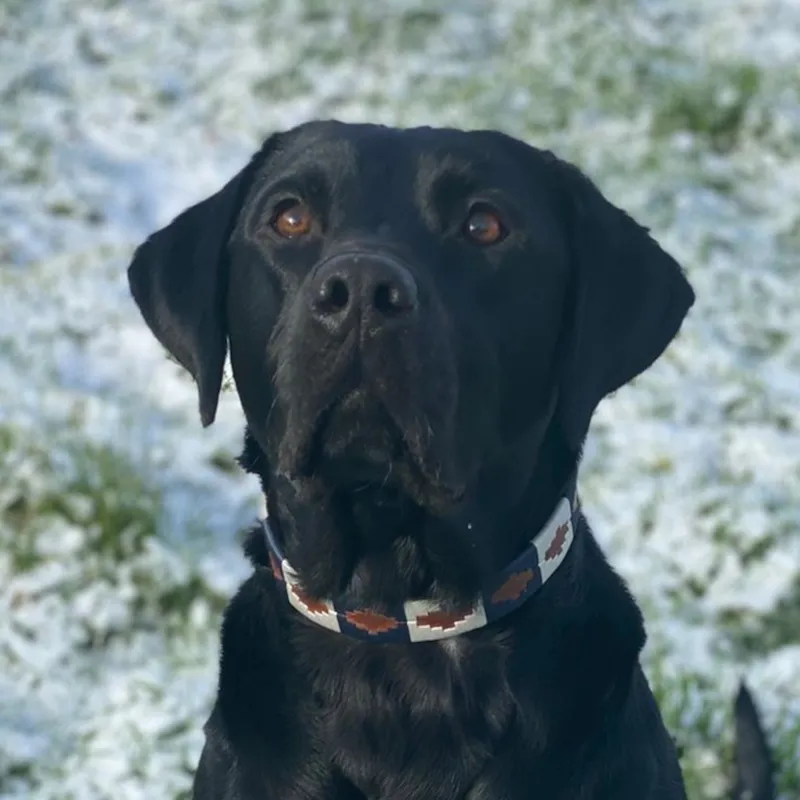 KM Elite Argentinian Dog Collar - Admiral Navy/White-1