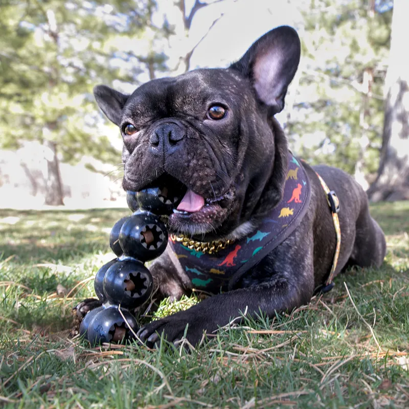 KONG Extreme Goodie Ribbon-2