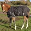 Rhinegold Konig Foal/Small Pony 200g Turnout Rug - Black