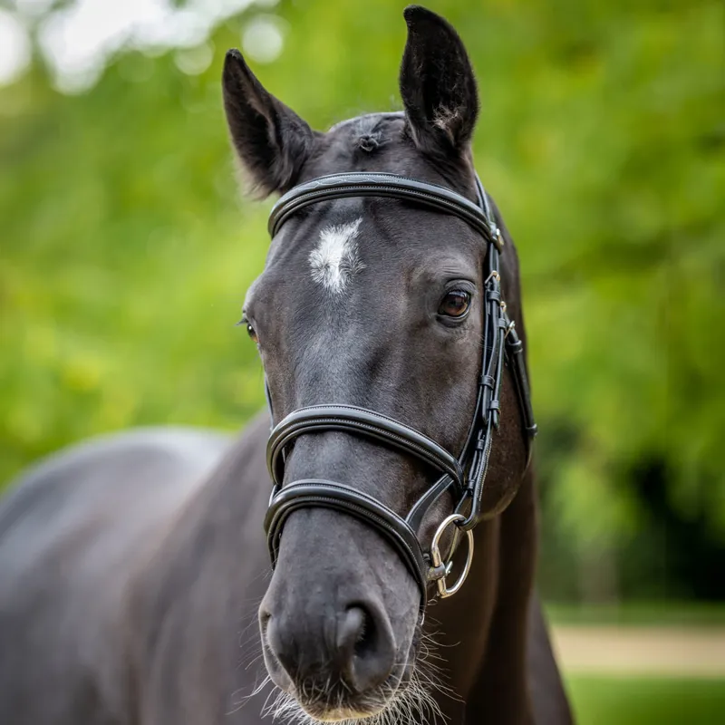LeMieux Kudos Double Noseband Bridle - Black/Silver-1