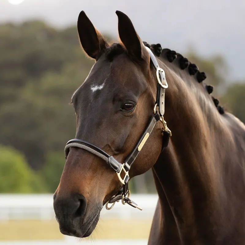 LeMieux Rope Control Headcollar - Pecan-2