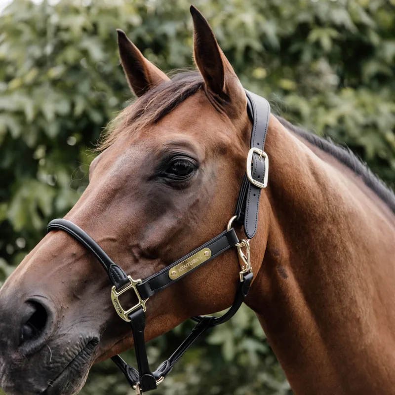 Kentucky Anatomic Artificial Leather Headcollar - Black