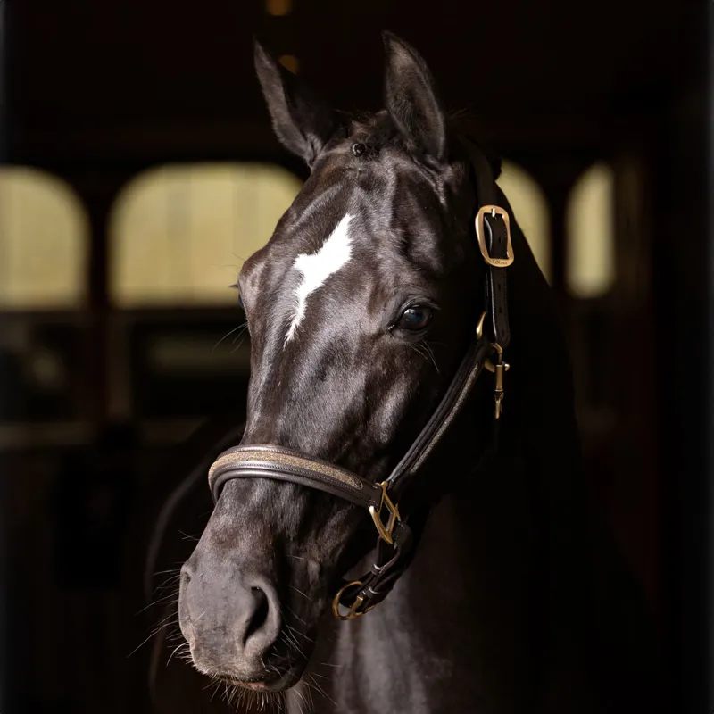 LeMieux Leather Crystal Headcollar - Brown-1