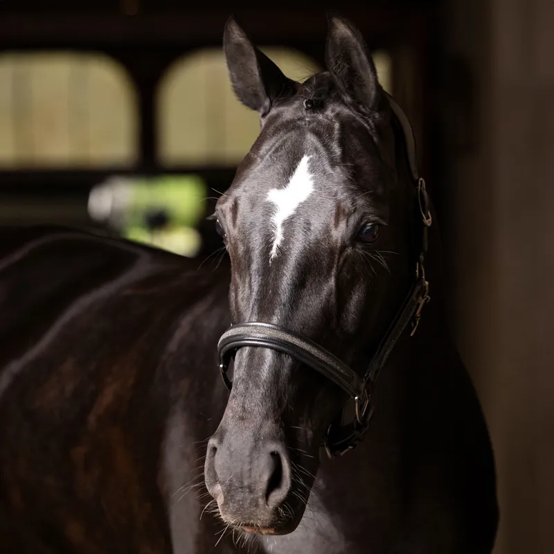 LeMieux Leather Crystal Headcollar - Brown-2