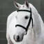 LeMieux Classique Cavesson Bridle - Black/Silver