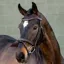 LeMieux Arika Flash Bridle - Brown/Silver