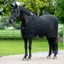 LeMieux Arika Jersey-Tek Fleece Rug - Black