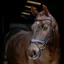 LeMieux Arika Split Noseband Bridle - Brown/Silver