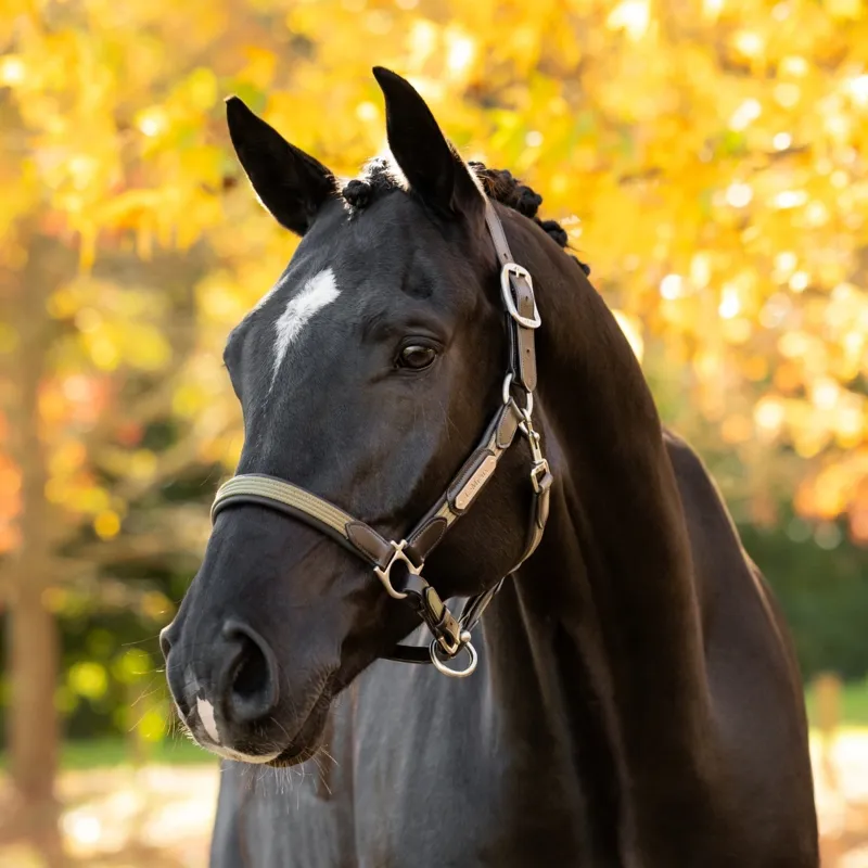 LeMieux Capella Leather Headcollar - Willow Green-1