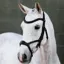 LeMieux Kudos Sport Bridle - Black