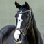 LeMieux Kudos Sport Bridle - Brown