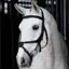LeMieux Kudos Work Grackle Bridle - Black/Silver