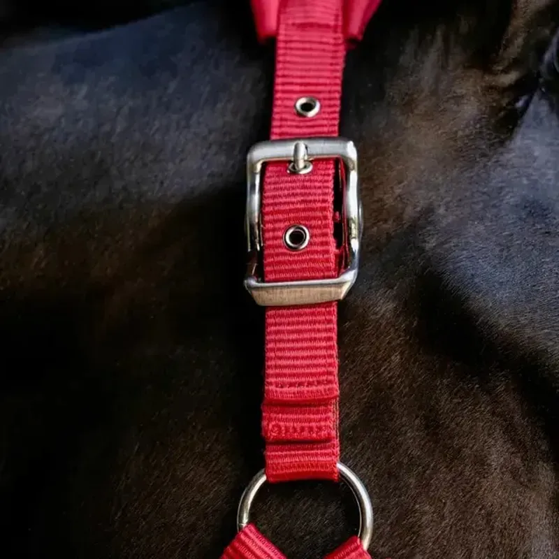 LeMieux Vogue Breakaway Headcollar - Chilli-2