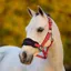 LeMieux Mini Vogue Headcollar and Lead Rope - Cranberry