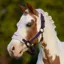 LeMieux Mini Vogue Headcollar and Lead Rope - Juniper