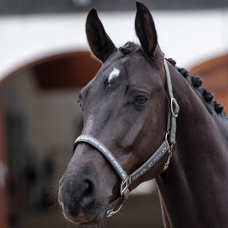 HV Polo Nena Headcollar - Stone-1