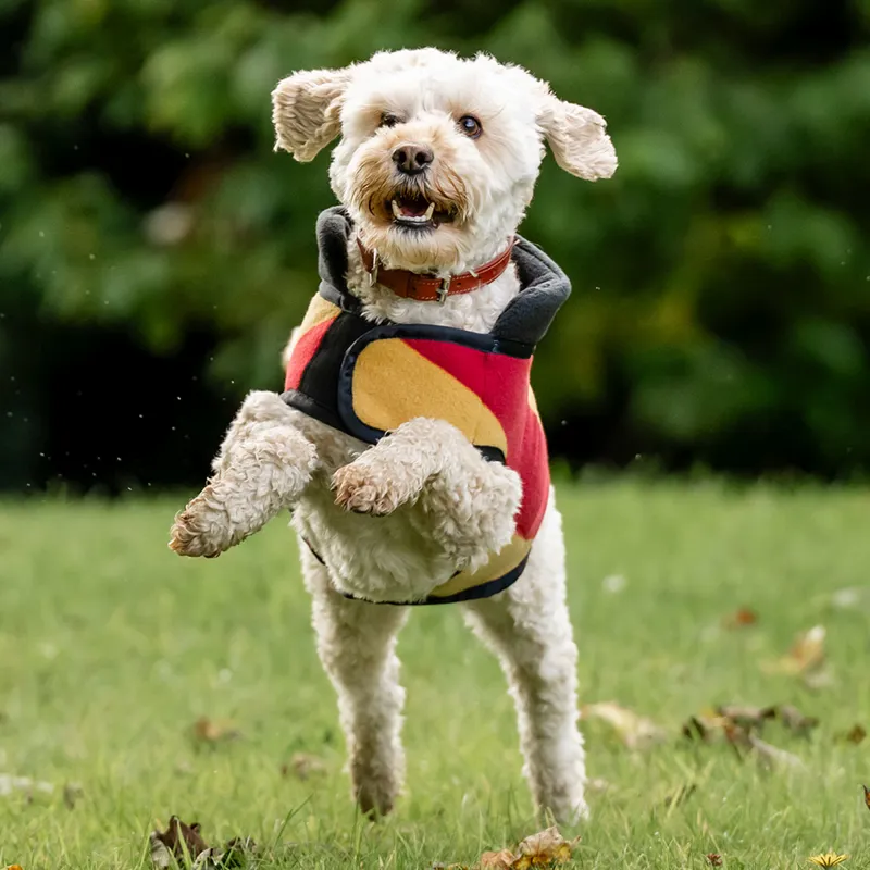 Horseware Newmarket Dog Fleece - Witney Gold-2