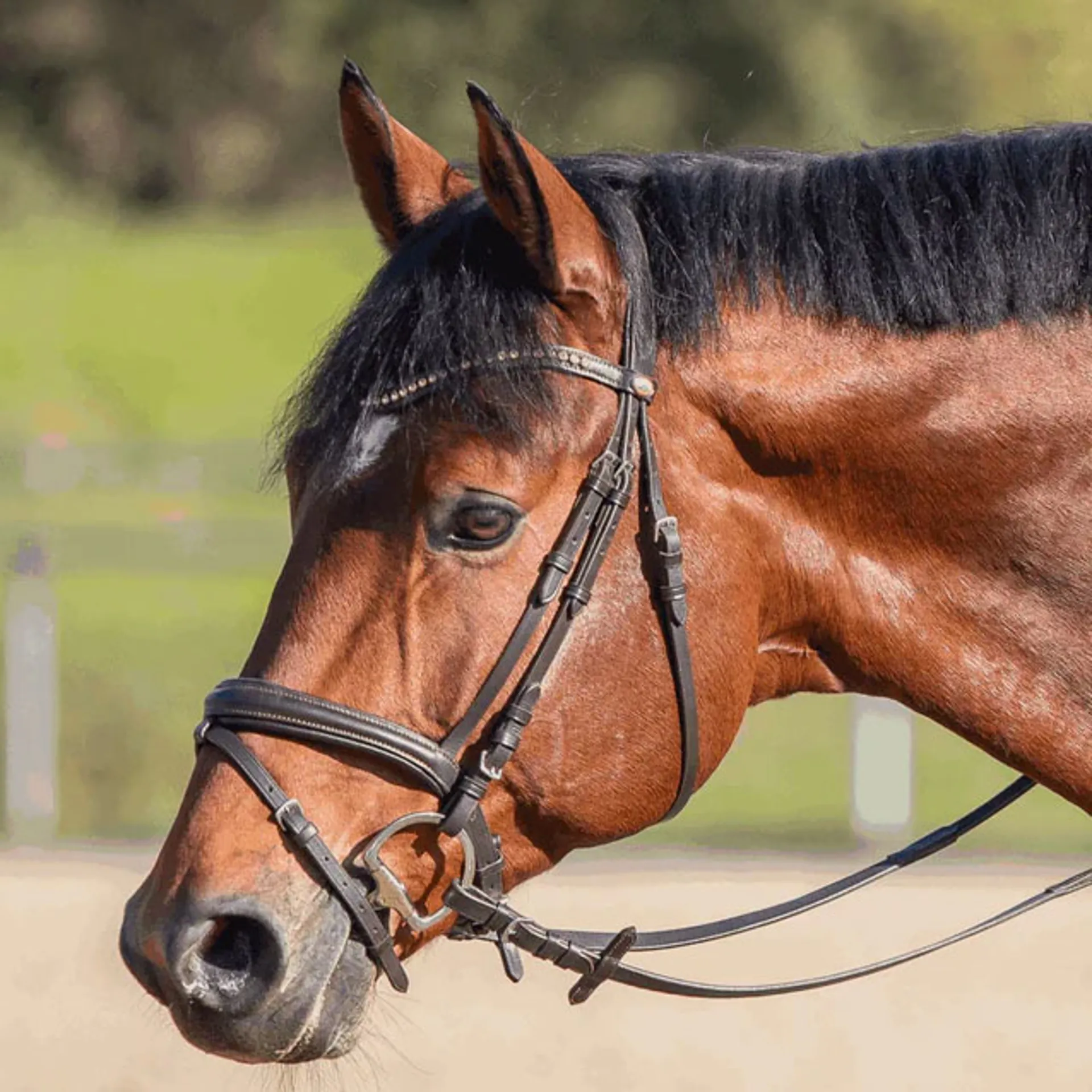 Filetto Sprenger NOVOcontact | Doppia Snodo | Sensogan | Per Cavalli Sensibili