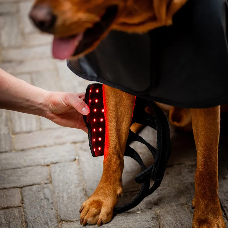 Horseware LED Red Light Therapy Pet Leg Wrap-1