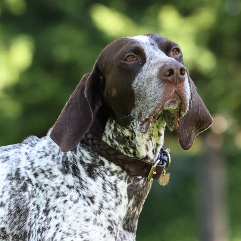 Digby and Fox Plaited Dog Collar - Brown-1