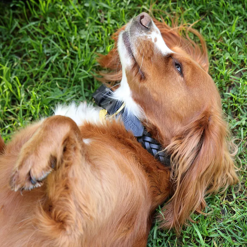 Digby and Fox Plaited Dog Collar - Brown-2