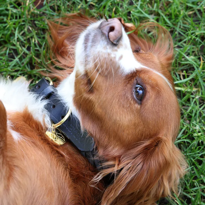 Digby and Fox Plaited Dog Collar - Brown-4