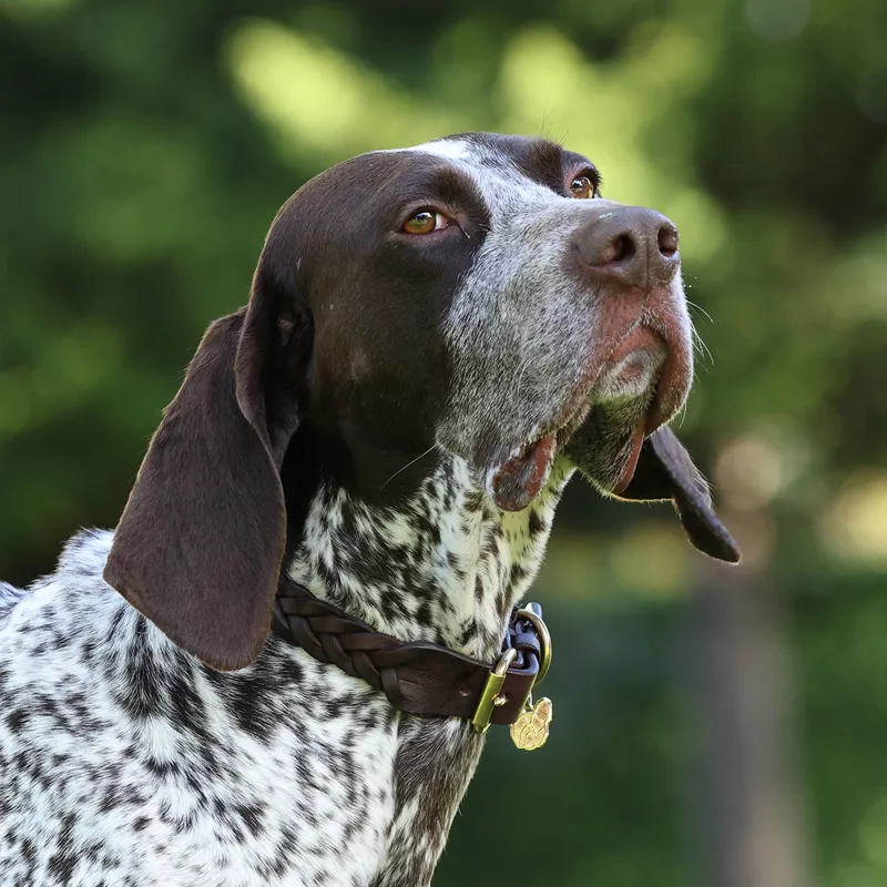 Digby and Fox Plaited Dog Collar - Brown-6