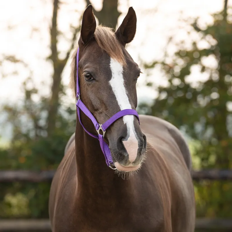 QHP Q Essentials Slide Headcollar - Passion Flower-1
