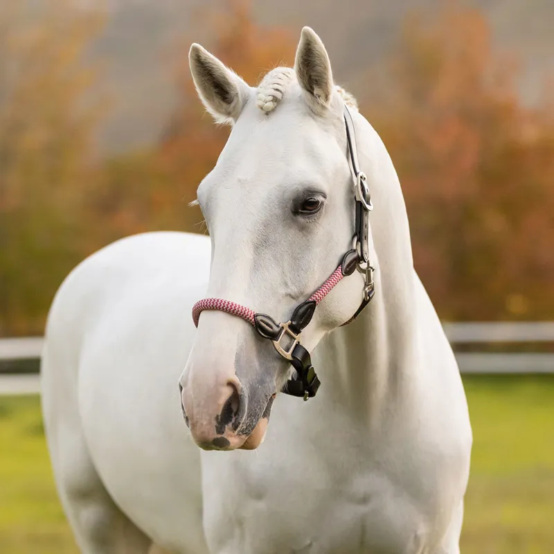 LeMieux Ropella Headcollar - Cranberrry-1