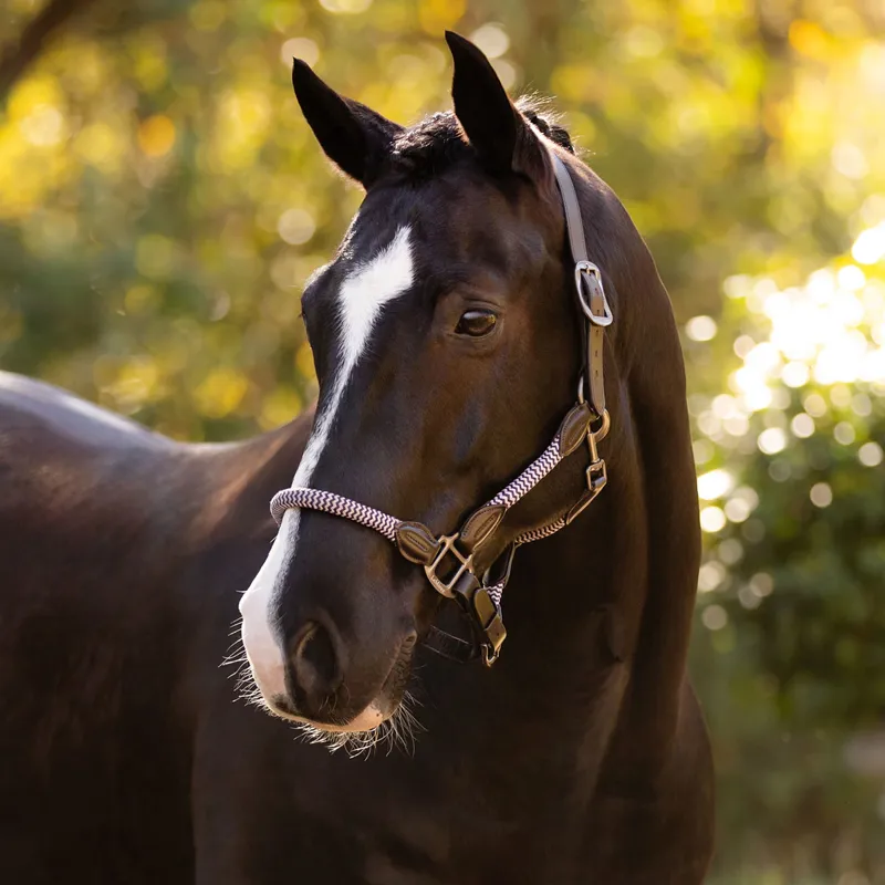 LeMieux Ropella Headcollar - Lilac-1