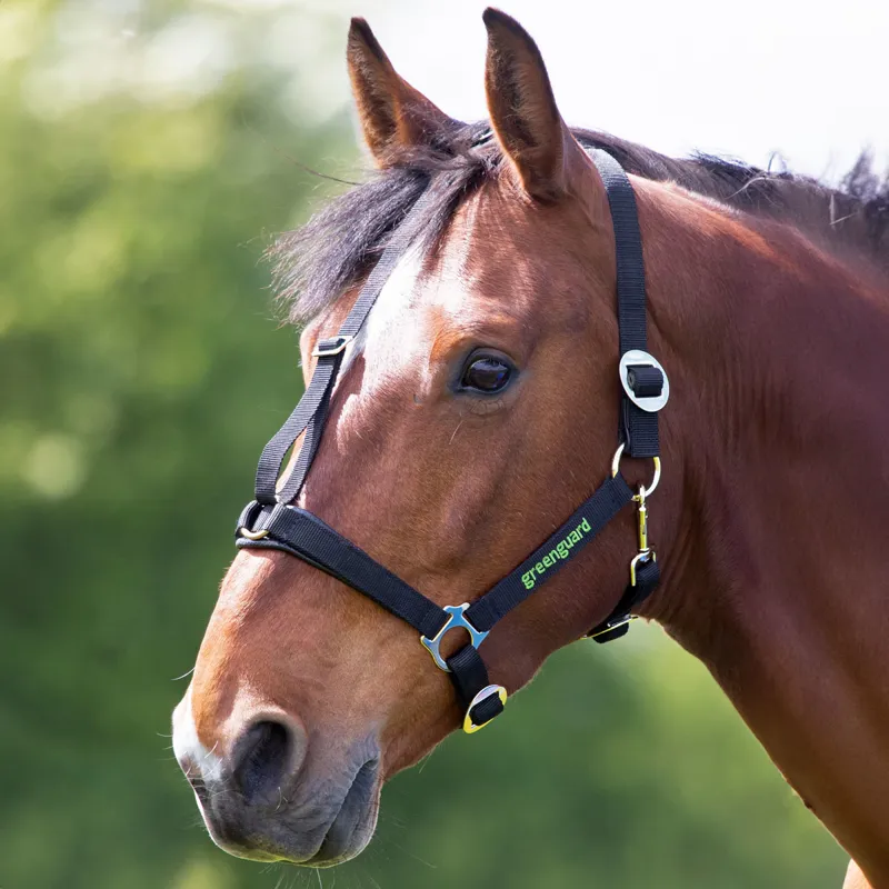 Shires Greenguard Headcollar - Black