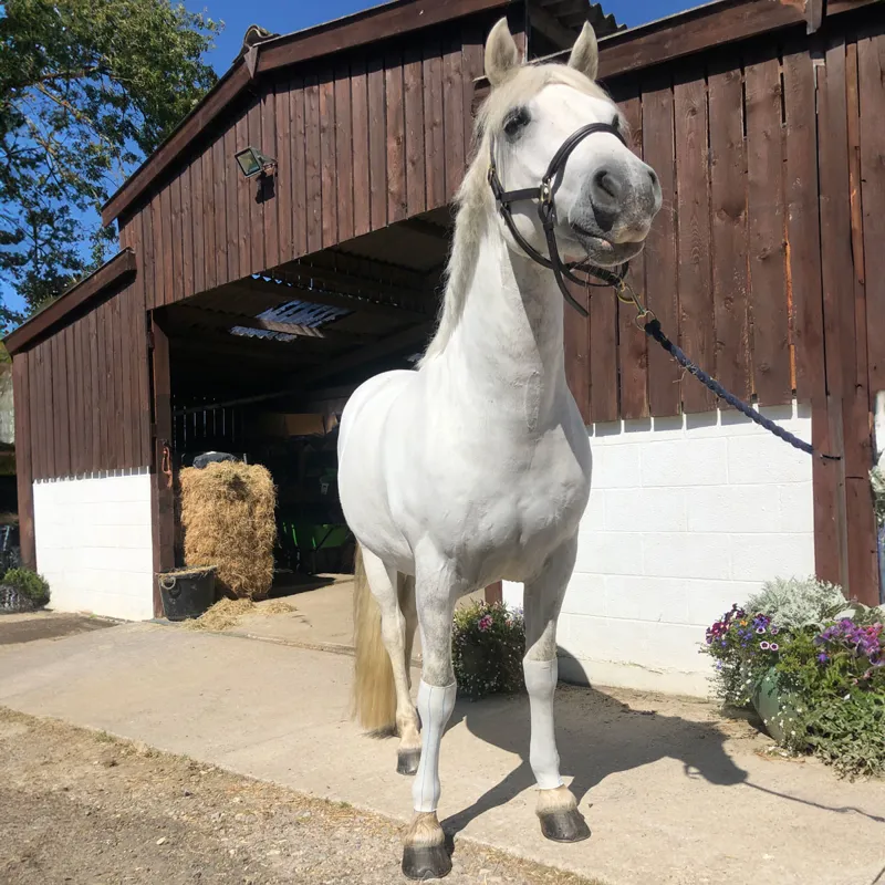 Equi-N-Ice Ice-Socks-1