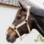 Kentucky Teddy Fleece Headcollar - Beige