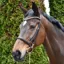 Rhinegold Veneto Leather Show Bridle with Clincher Browband - Havana