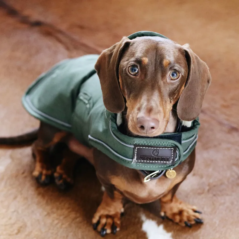 Kentucky Waterproof 300g Dog Coat - Olive-2