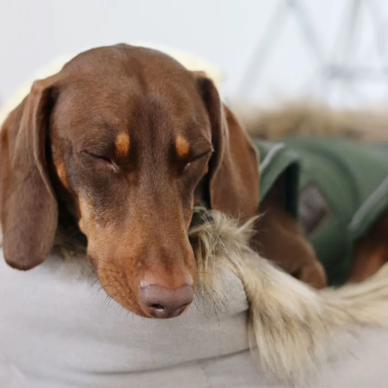 Kentucky Waterproof 300g Dog Coat - Olive-3