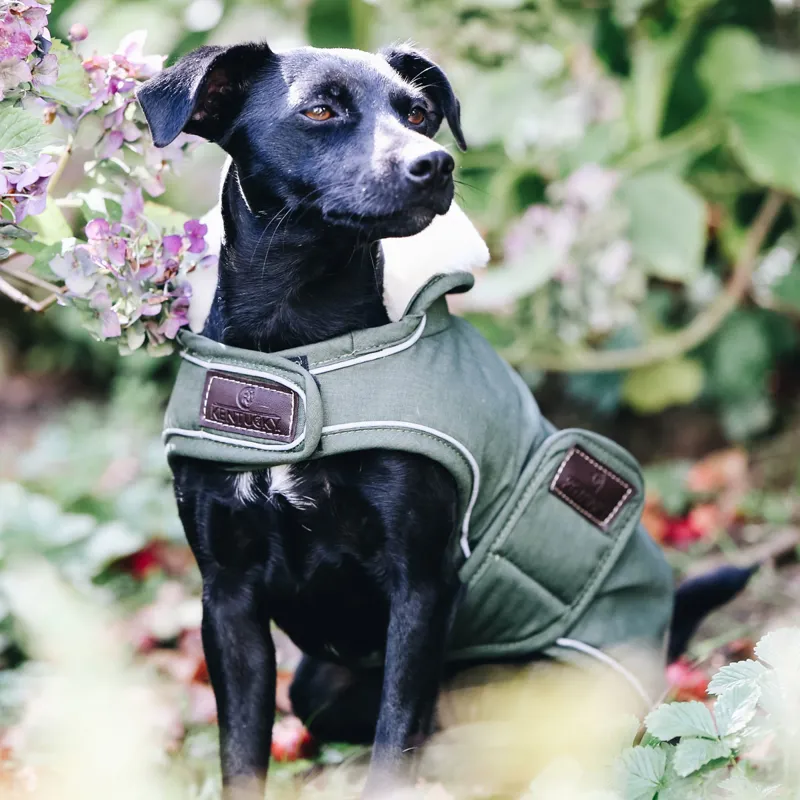 Kentucky Waterproof 300g Dog Coat - Olive-5
