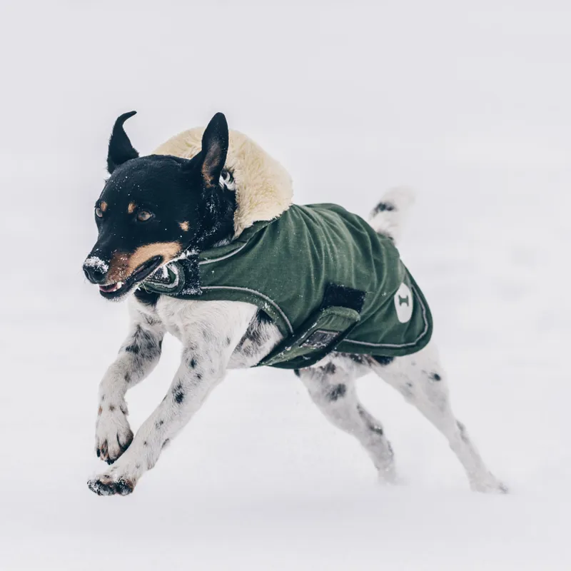 Kentucky Waterproof 300g Dog Coat - Olive-6