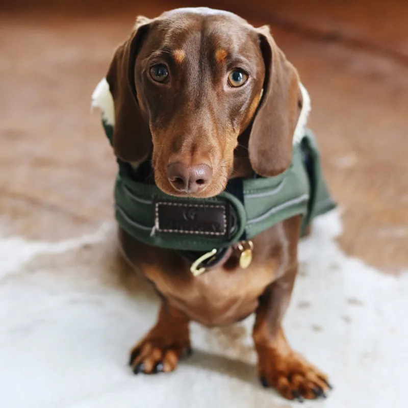 Kentucky Waterproof 300g Dog Coat - Olive-1