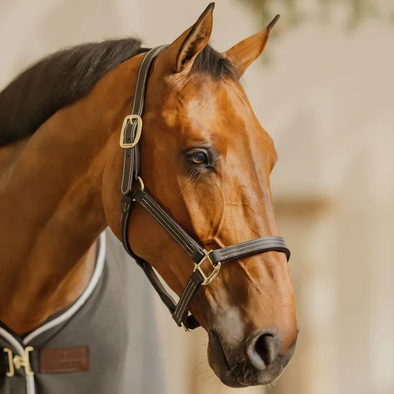 Kentucky Wellington Leather Headcollar - Black